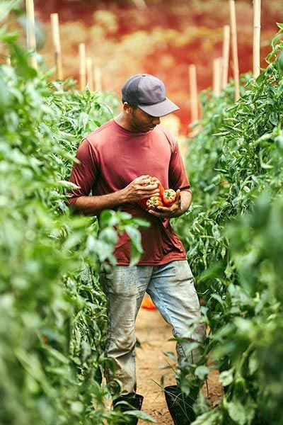 Field observations